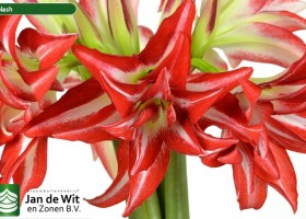 hippeastrum Splash (1)